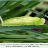 coenonympha symphyta didi abuli final larval 1